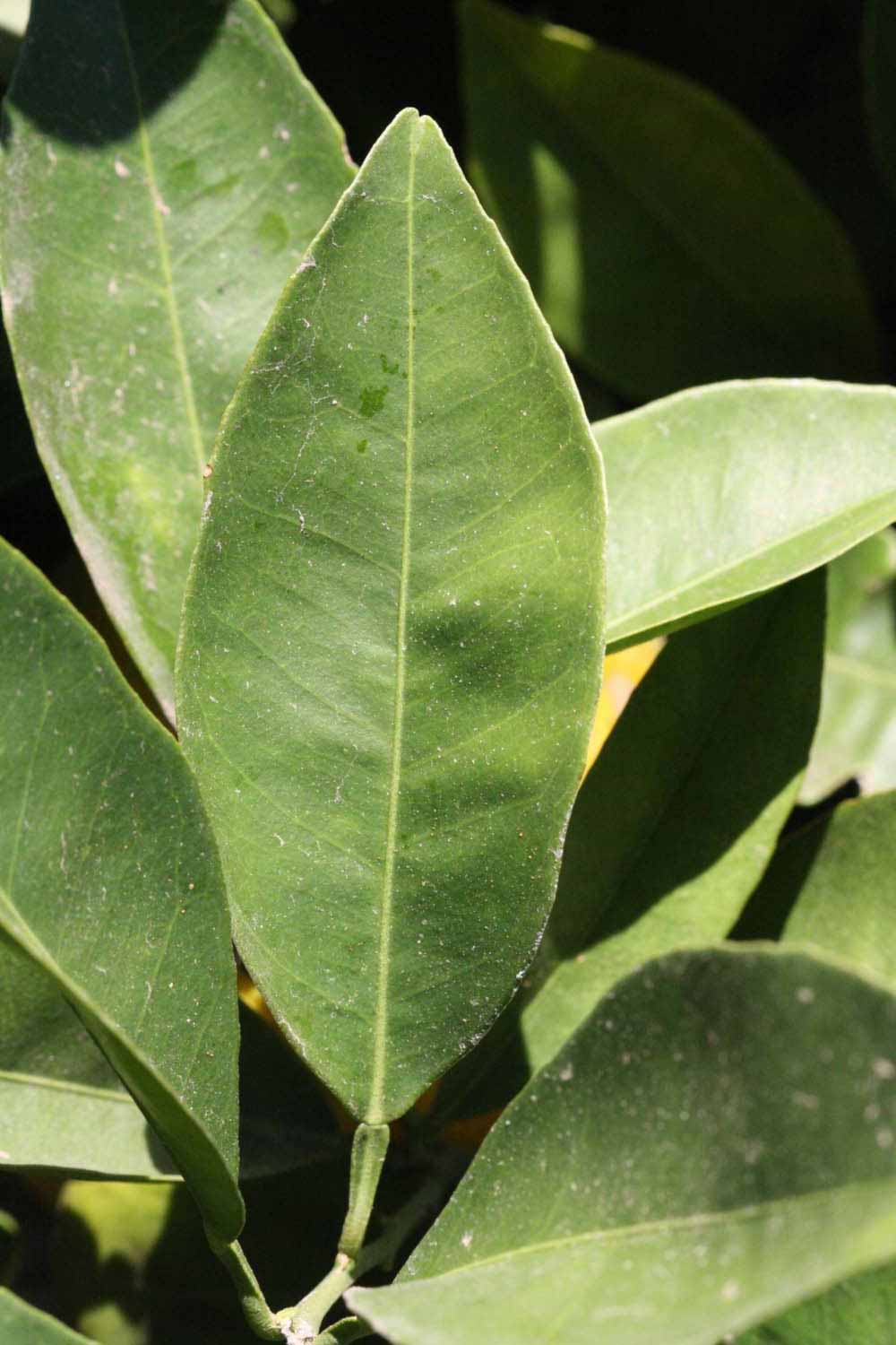              Unifoliolate leaf (Riverside, CA)       